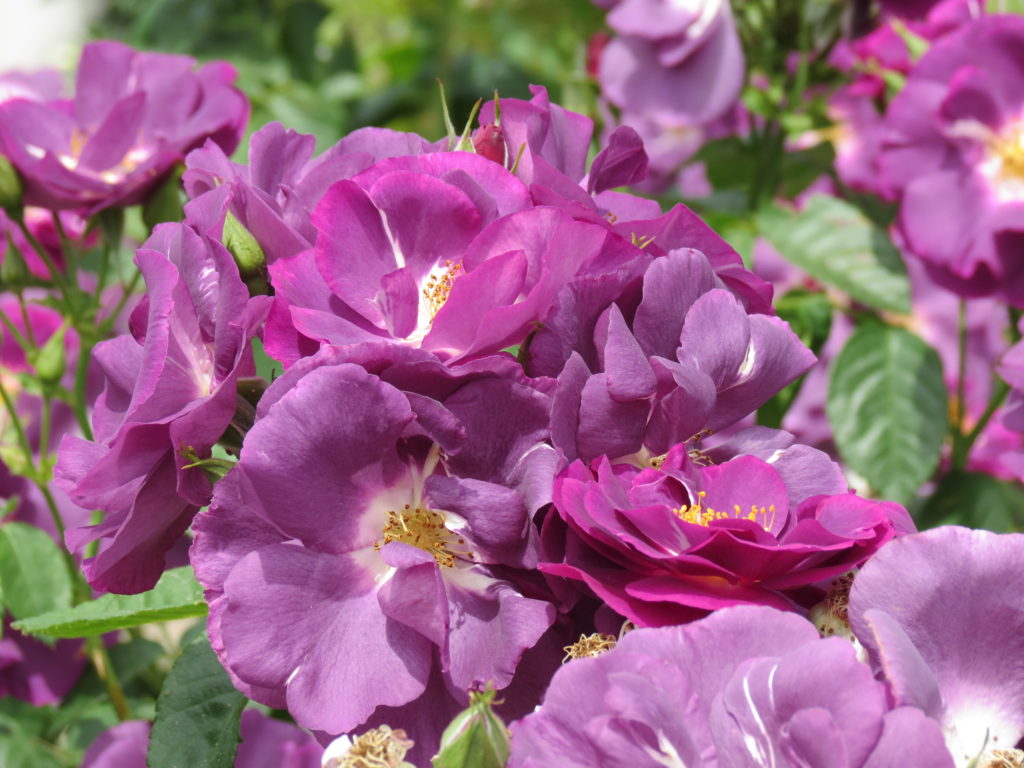 Rhapsody in Blue Rhapsody in Blue