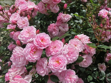 Jeanne Lajoie Jeanne Lajoie