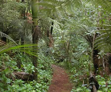 kauri-grove_225