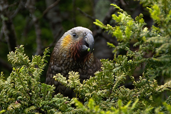 Kea 