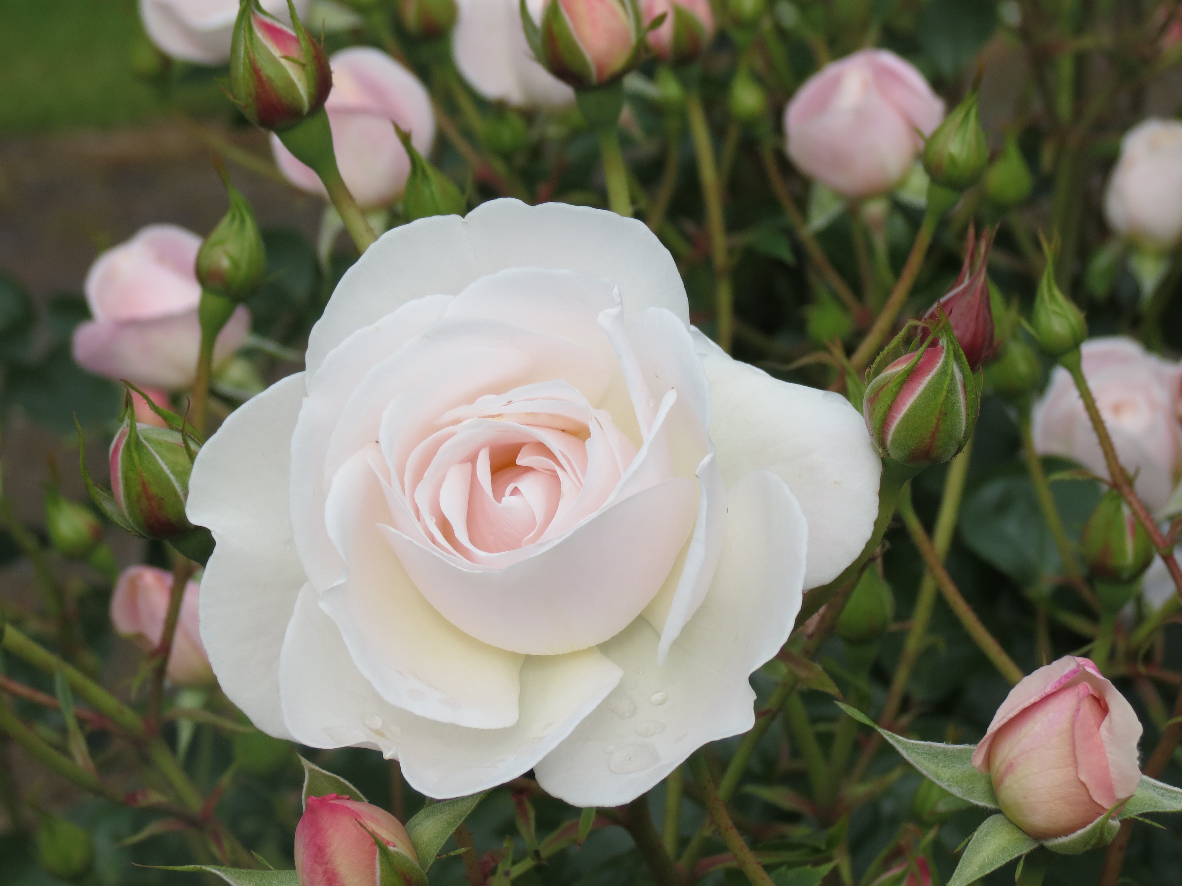 Kiss the Bride - photo credit Hayden Folds