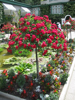 landscaping-with-rosebush