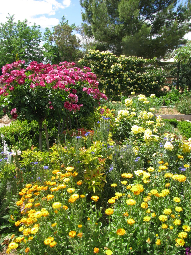 landscaping-with-roses-18