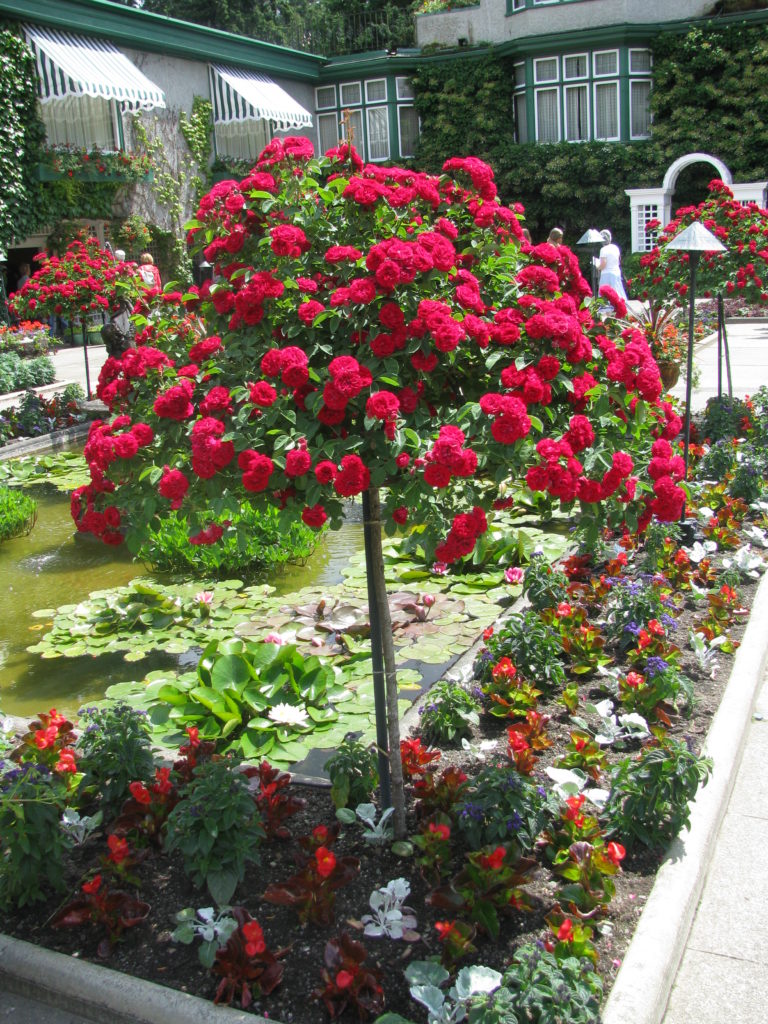landscaping-with-roses-6