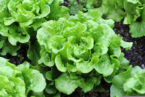 lettuce-in-garden1