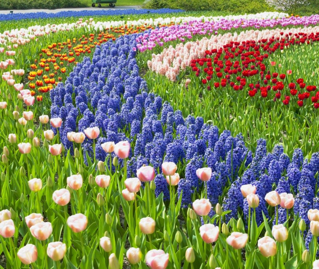 Keukenhof Gardens, Lisse, Netherlands
