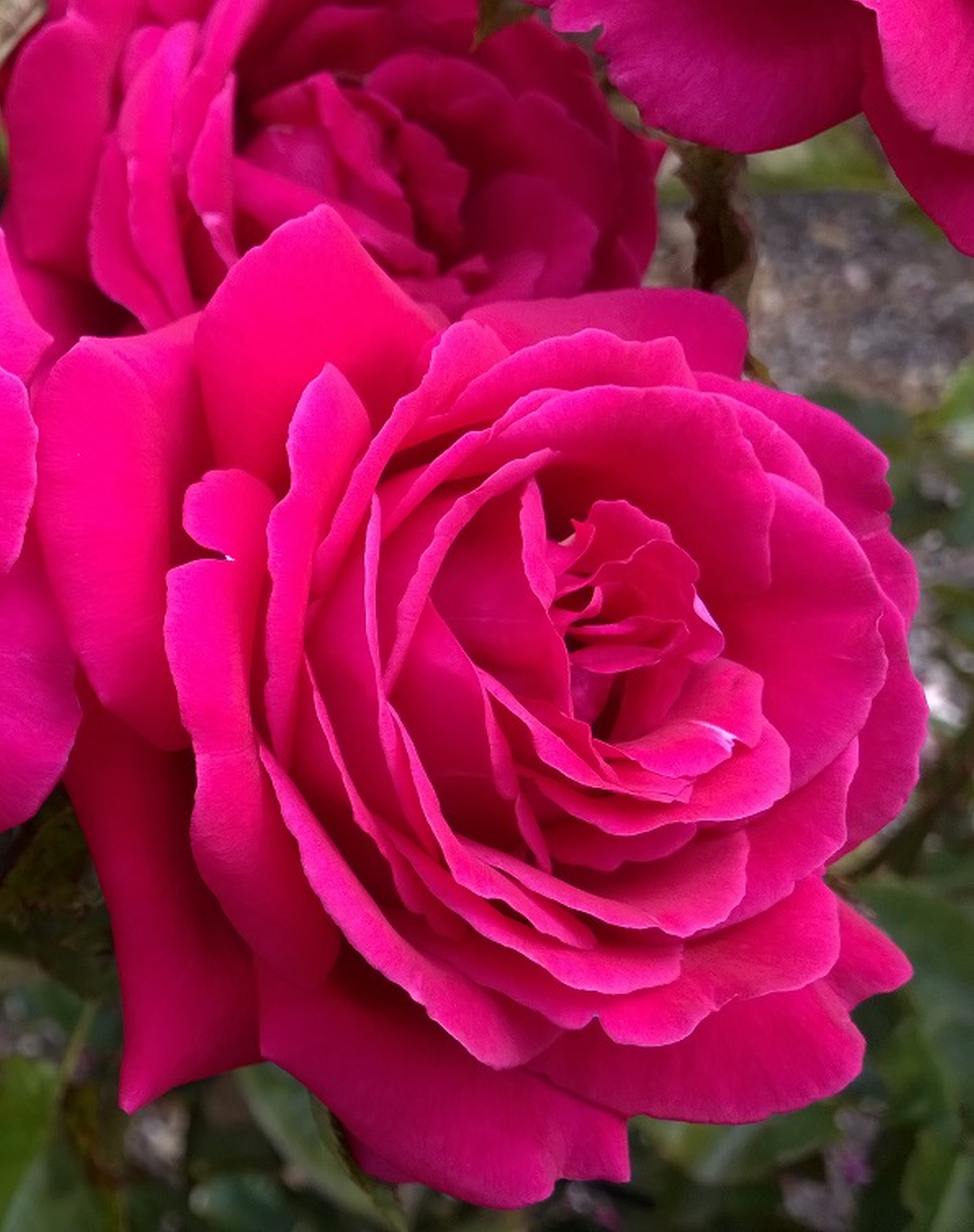Magnifi-scent - photo credit Amore Roses