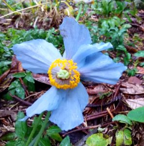 Meconopsis blue poppy credit Diana Noonan