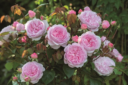 Olivia Rose Austin 1