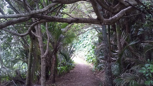 Onetangi Walkway