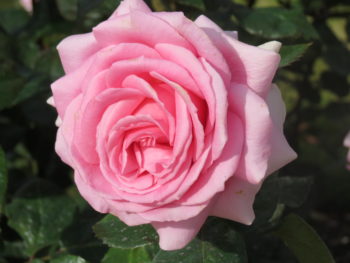 Platinum: Photo credit: Hayden Foulds