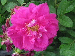 Roseraie de'l Hay (4)