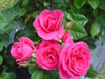 Scent by An Angel. Photo credit Rasmussens Nursery