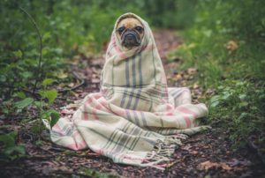 screen-shot-2017-01-10-at-3-51-16-pm