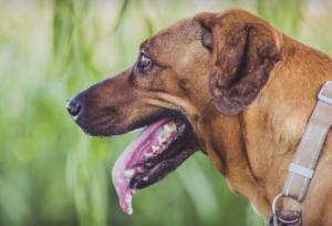 screen-shot-2017-01-10-at-3-53-21-pm