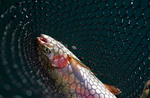 screen-shot-2017-03-08-at-3-47-15-pm