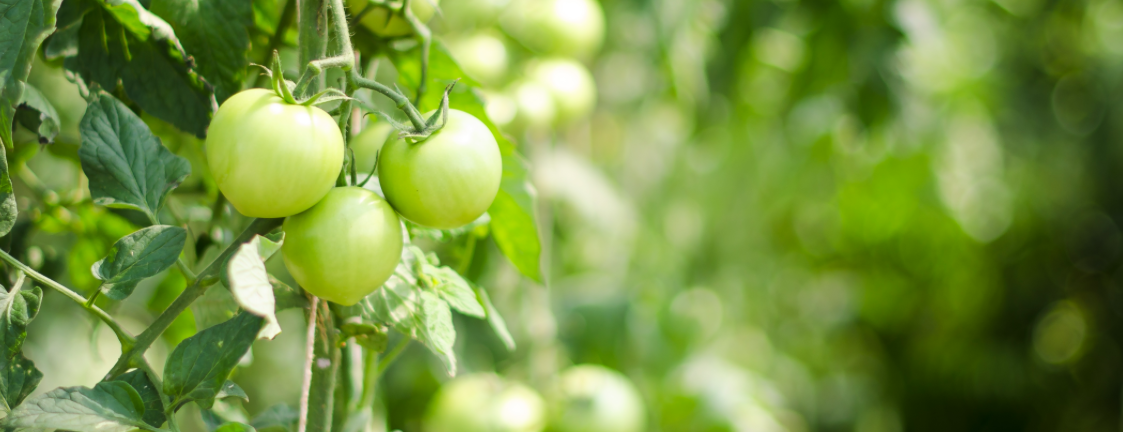 screen-shot-2017-09-06-at-3-16-15-pm