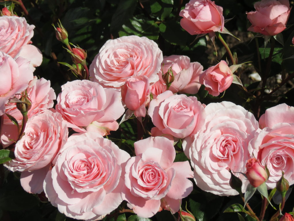 Sexy Rexy IMG 9673 3