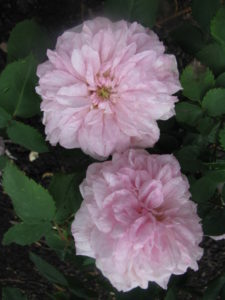 Souvenir De La Malmaison