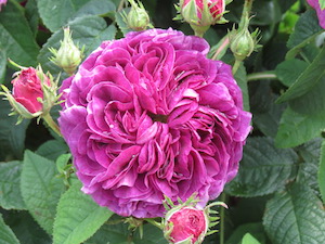 St Albans (397) Charles de Mills