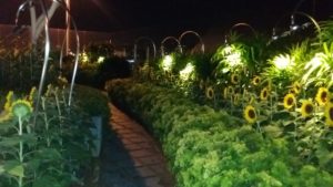 Sunflower garden at night