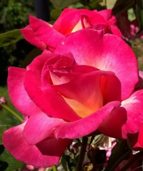 Tahlia: Photo credit: Amore Roses