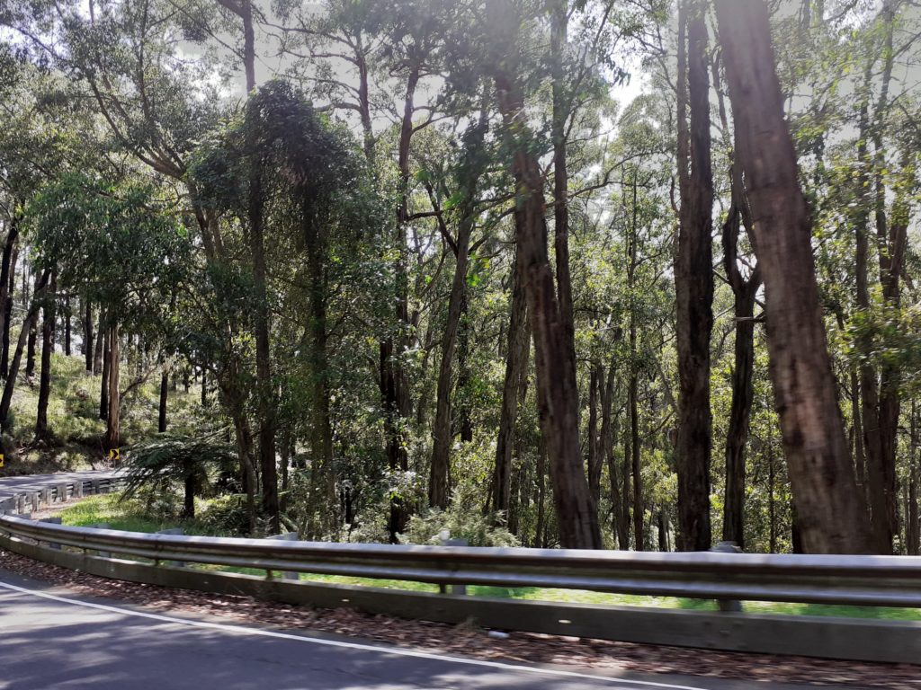 The road to Olinda winds its way pleasantly through the forests of the Dandenong Range.