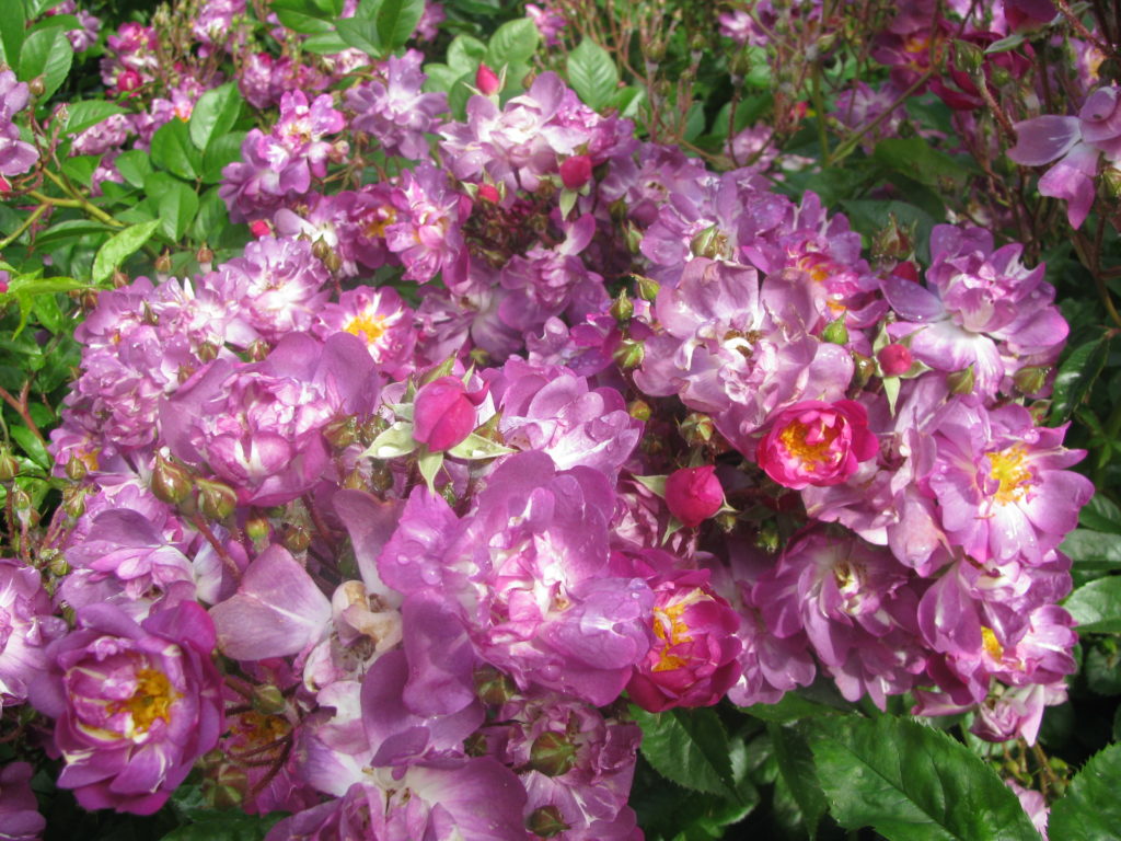 Veilchenblau Veilchenblau