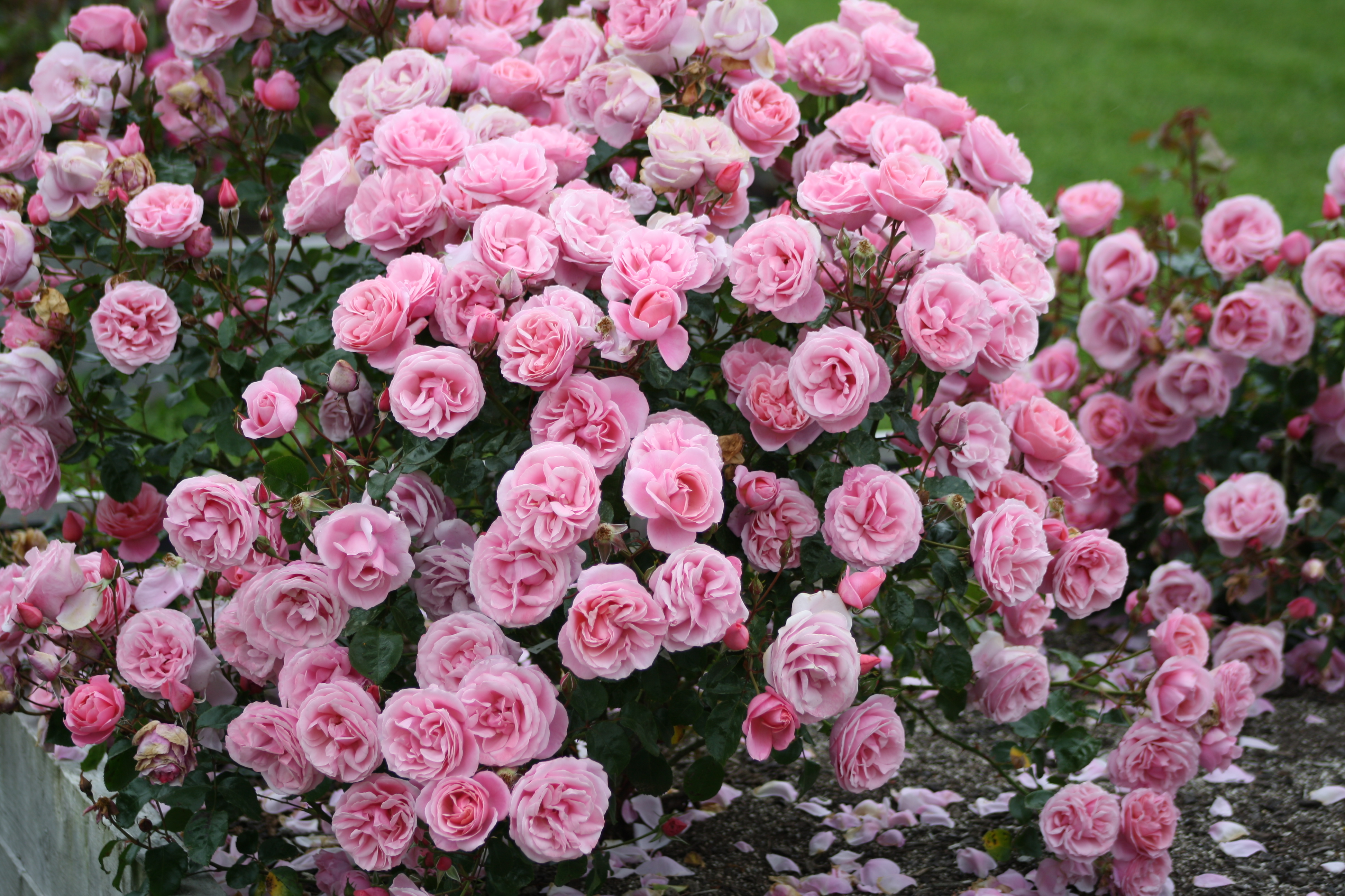 william-pj-mccarthy-4