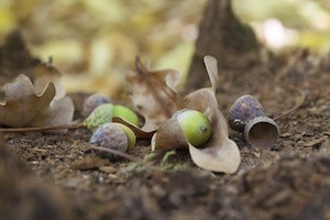 Oaken leaves and acorns. Close-up. Lying on the ground