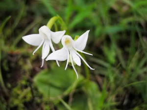 angel orchid habenaria grandifloriformis