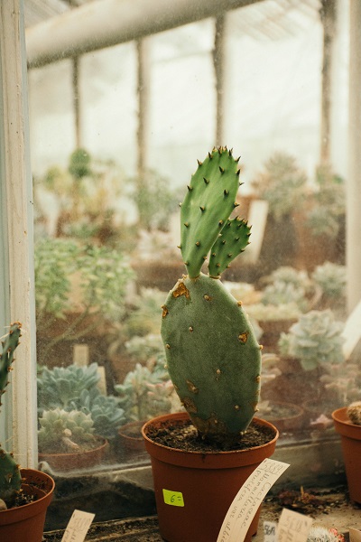 Cactus