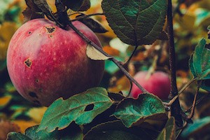 Big ripe red apple on a branch in the garden.