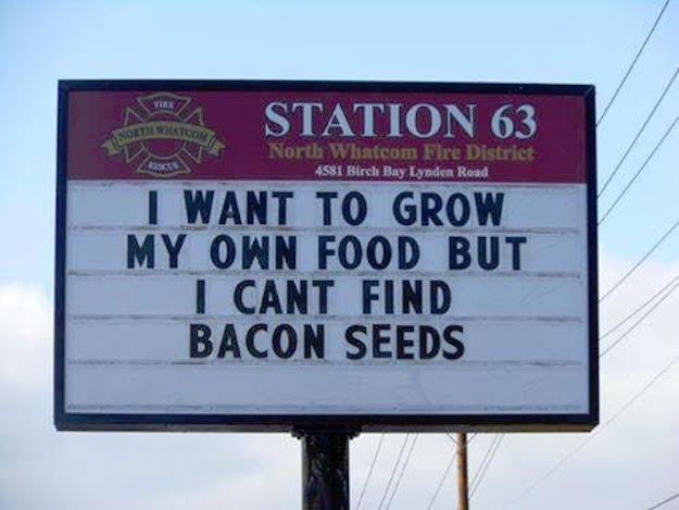 bacon-seeds