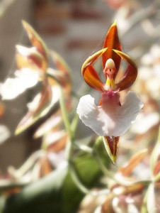 ballerina orchid