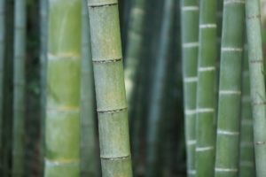 bamboo bamboo