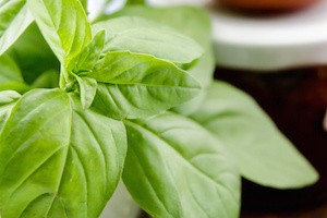 Fresh basil leaves closeup