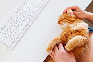Happy cute ginger cat lying on the desk next to the keyboard. Man strokes smiling pet. Cozy morning at home.