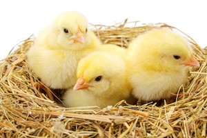 Three little newborn yellow chickens in hay nest