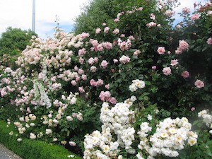 climbing roses