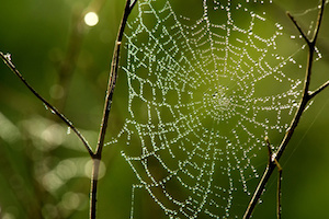 Cobwebs on the grass with dew drops - selective focus, copy space