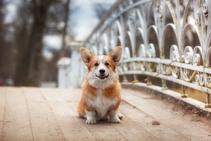 Dog breed Welsh Corgi Pembroke walking in autumn park