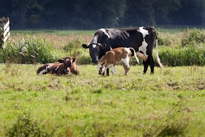 Cow and calf in the pasture