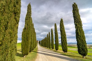 PIENZA, ITALY - January 25, 2015: day view of tuscan landscape with typical cypress alley near Pienza, Italy. In 2004 the Val d’Orcia was added to the UNESCO list of World Heritage Sites.
