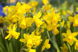 Garden of beautiful yellow daffodils - narcissus flowers