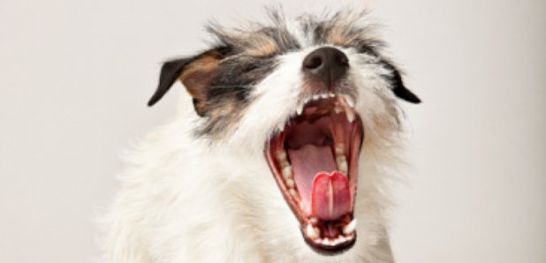 dog-barking-