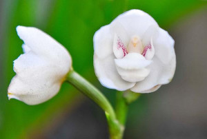 dove orchid peristeria elata