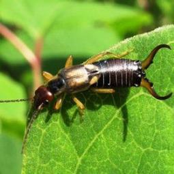 earwig-2