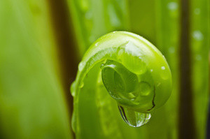 Water drop on a new Asplenium nidus leaf