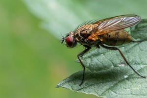House fly with red eyes on green leaf